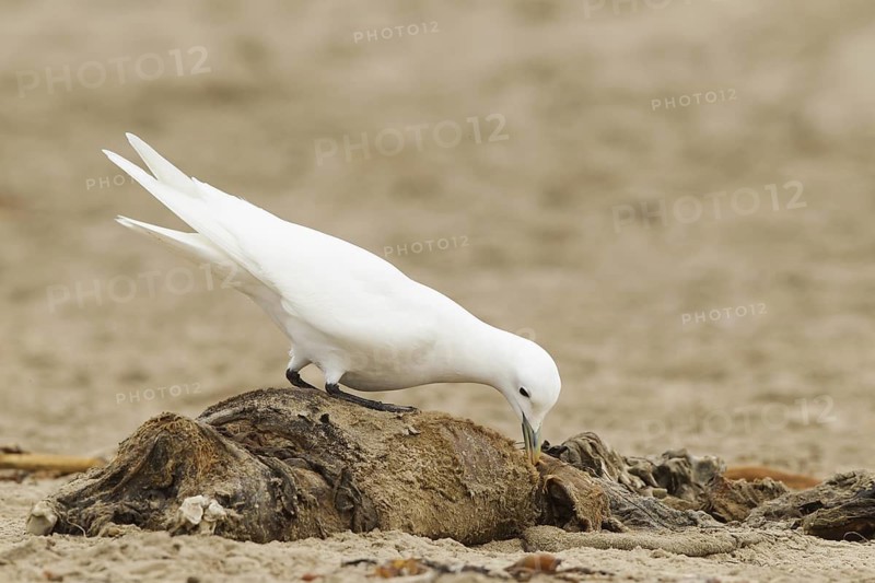 Ivory Gull (Pagophila eburnea), California, USA