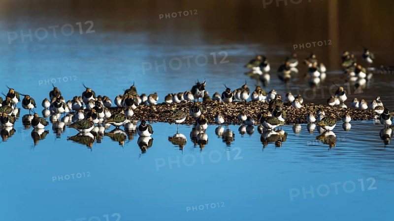 Northern Lapwing, Vanellus vanellus, birds at winter on marshes