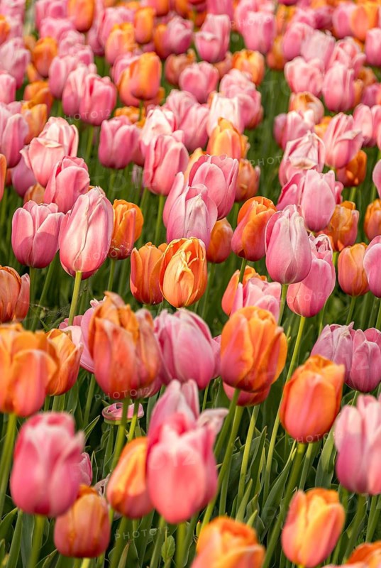 A beautiful field of pink and orange tulips in full bloom, showcasing vibrant colors and lush greenery. The tulips stand closely together, creating a mesmerizing floral scene
