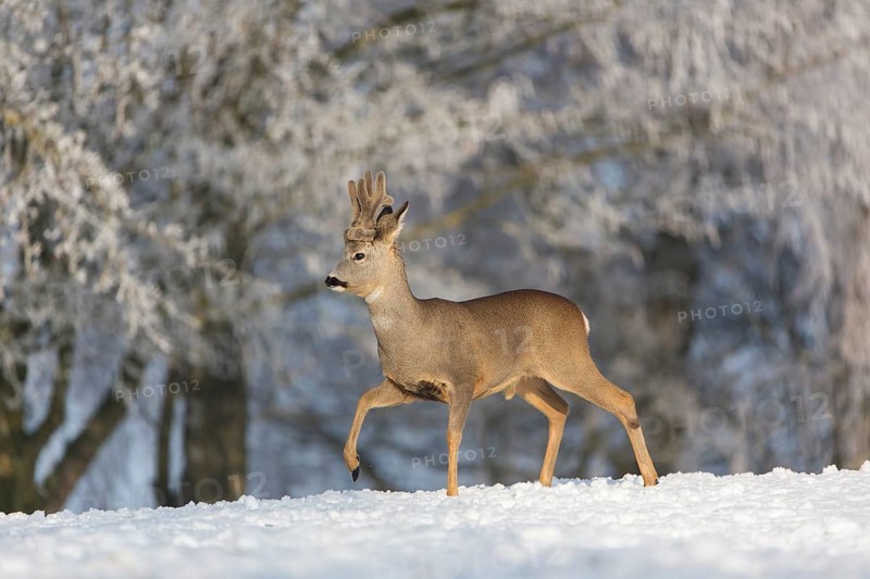 One male Roe Deer, (Capreolus capreolus), walking over a snowy meadow. Snow covered trees in the background
