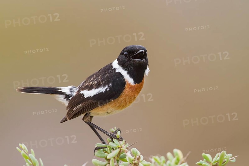 European Stonechat - Schwarzkehlchen - Saxicola torqatus ssp. rubicola, Morocco, adult male