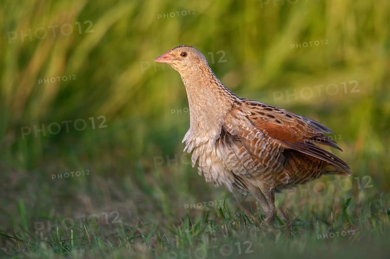 Corn Crake (Crex crex) Männchen, Poland