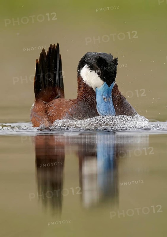 Ruddy Duck (Oxyura jamaicensis) male, British Columbia, Canada