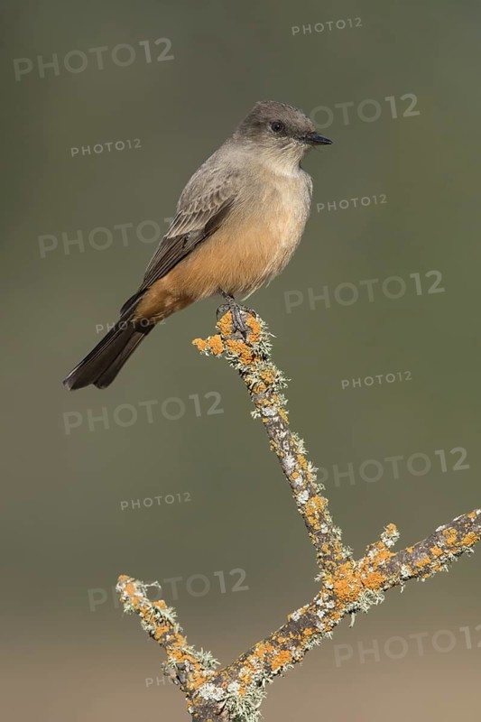 Say's Phoebe (Sayornis saya) perched on a branch, California, USA