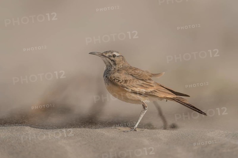 Greater Hoopoe-Lark (Alaemon alaudipes) in sandstorm, Boa Vista, Cape Verde