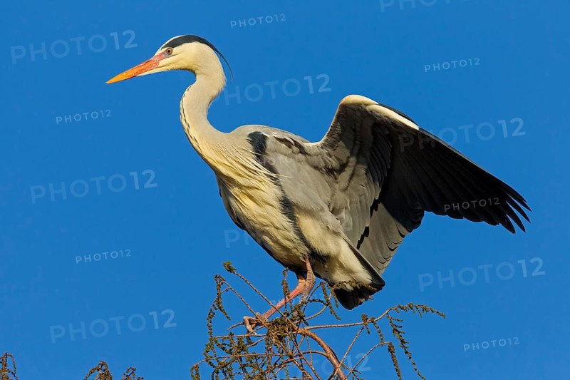 Grey heron, heron, animals, birds, flight photo, nesting material, nest, nest building, (Ardea cinerea), blue sky, family of pelican relatives, Luisenpark, Mannheim, Baden-Württemberg, Federal Republic of Germany