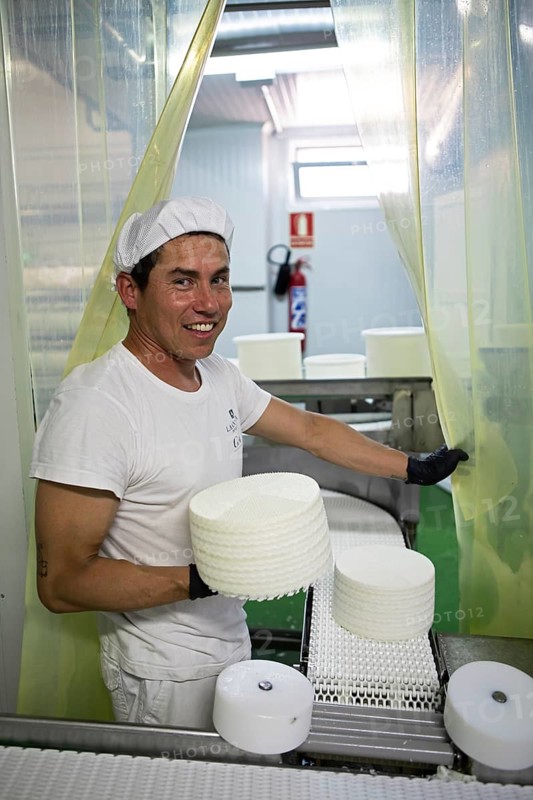 Worker, 41 years old, showing a typical Zamora cheese in a cheese factory, Fuentesaúco, province of Zamora, Castilla y Leon, Spain