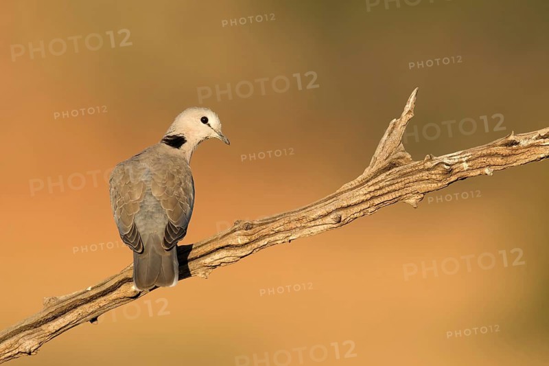 Kaapse tortelduif, Cape Turtle Dove, Streptopelia capicola