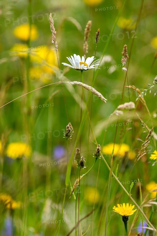 Flowering marguerite (Leucanthemum), colourful flowers and grasses in a wild, natural flower meadow, Germany