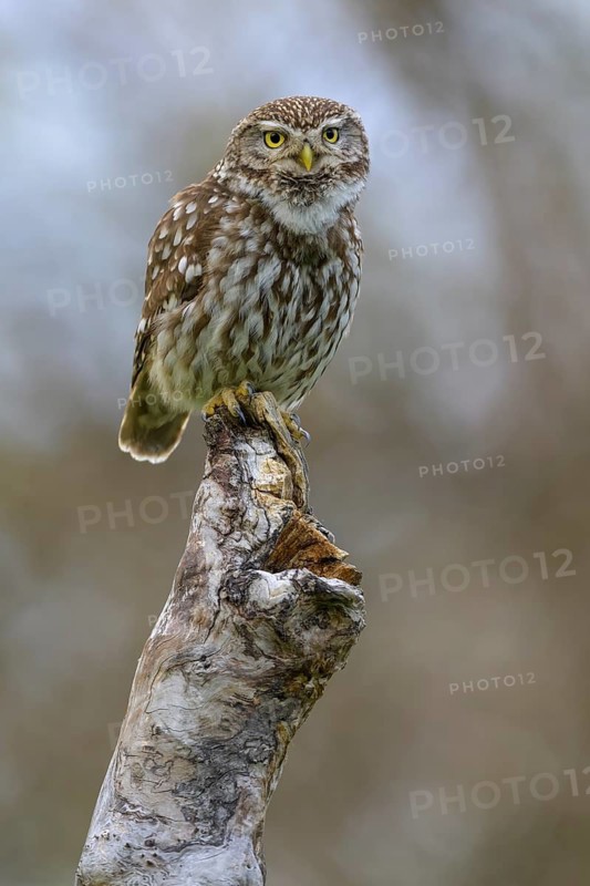 Little Owl (Athene noctua), calling male on dead apple tree branch, Biosphere Reserve, Swabian Alb, Baden-Württemberg, Germany