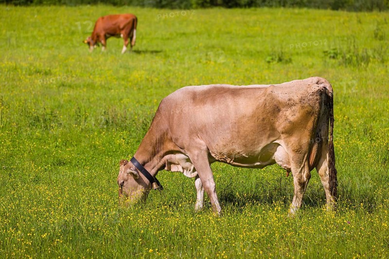 Tyrolean Brown Swiss cattle stand grazing on a green meadow. Eng Valley, Austria