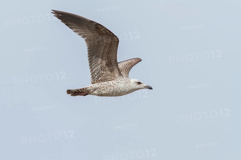 Yellow-legged Gull (Larus michahellis), young in flight, Galicia, Spain