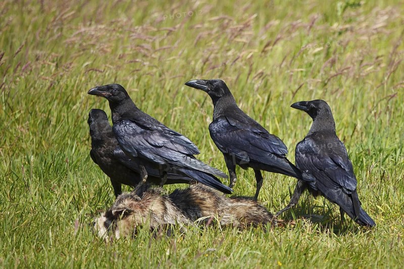 Northern Raven (Corvus corax), Brandenburg, Germany