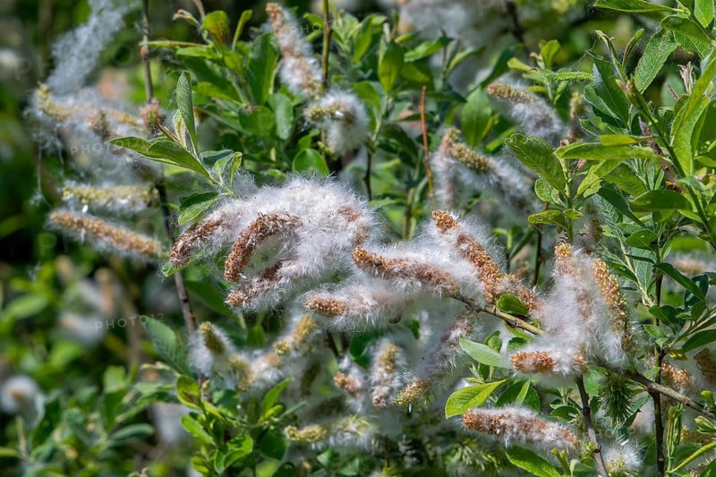 Fluffy seeds embedded in white cottony down assists wind dispersal on female catkins of common sallow common, grey willow (Salix cinerea) in spring