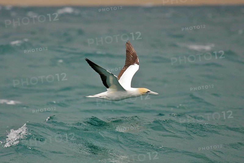 Australasian Gannet (Morus serrator) flying, South Island, New Zealand