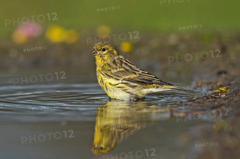 European Serin (Serinus serinus) at a waterhole, Aosta Valley, Italy