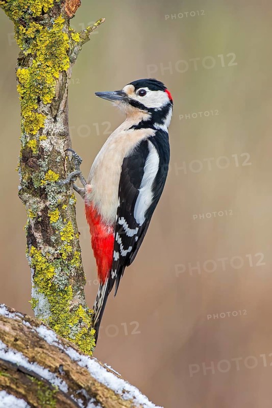 Great Spotted Woodpecker (Dendrocopos major) male, Saxony-Anhalt, Germany