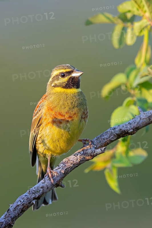 Cirl Bunting (Emberiza cirlus), Bruant zizi, Escribano SoteÒo, Bad D¸rkheim district, Wachenheim, Rhineland-Palatinate, Germany