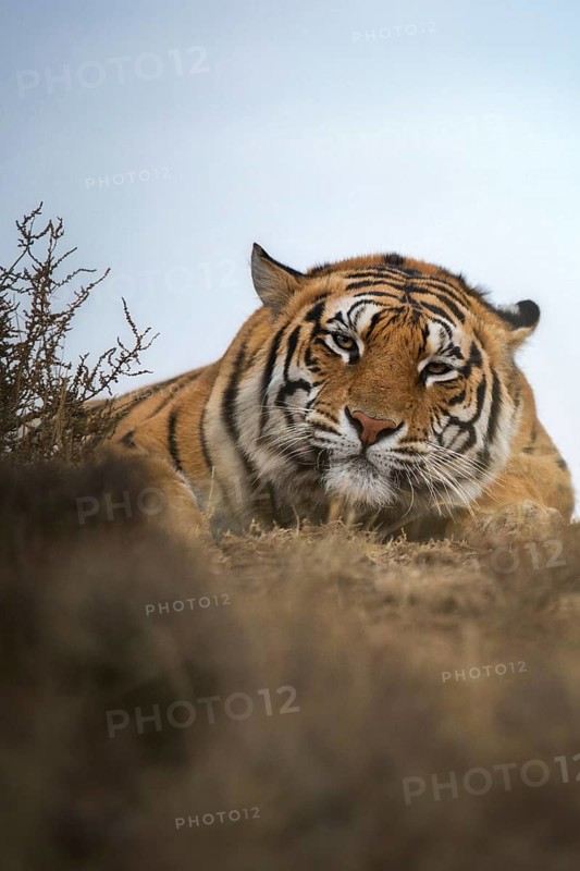 Bengal Tiger (Panthera tigris) adult portrait, captive, Philippolis, South Africa