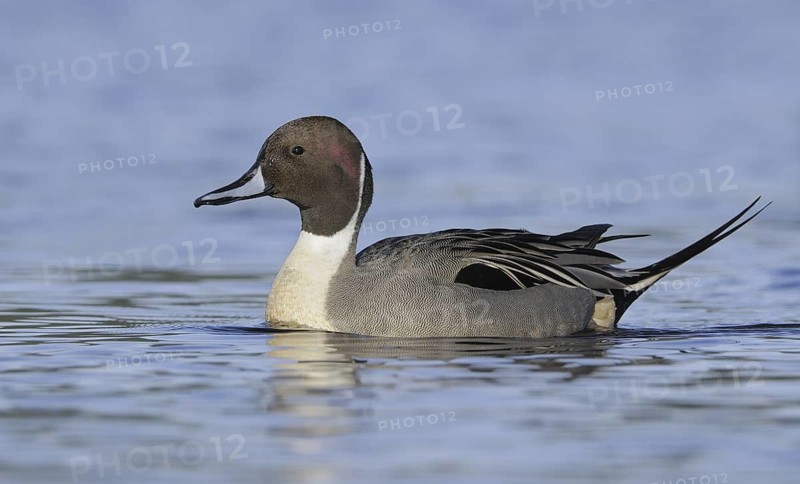 Northern Pintail (Anas acuta) male, British Columbia, Canada