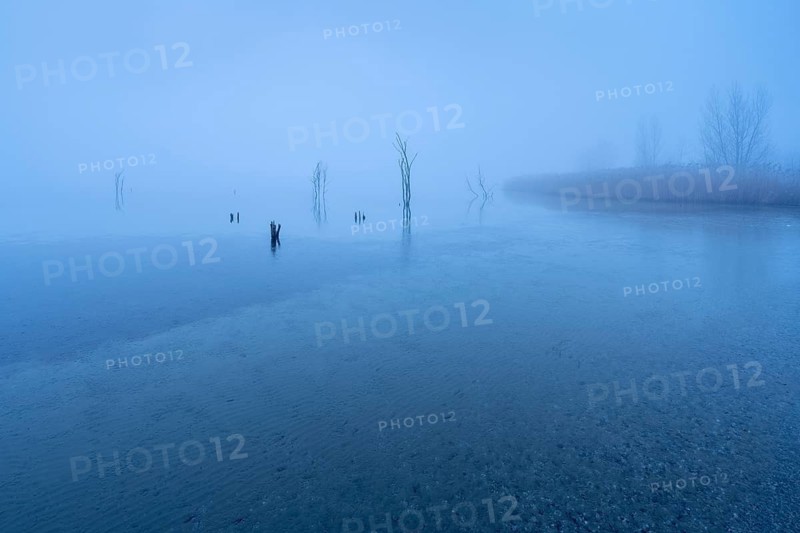 Cold evening in winter at the Geiseltalsee, bare trees and reeds protrude from the water in the fog, thin ice on the lake, Mücheln, Saxony-Anhalt, Germany