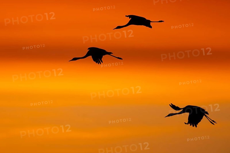 Crane (Grus grus), Hornborgorsjön, Sweden