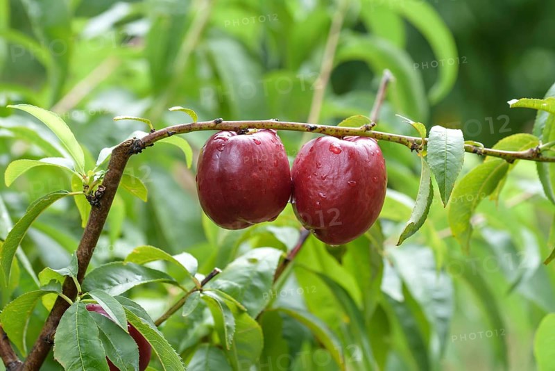 Nectarine (Prunus persica 'Big Bang'), Baum- und Rebschule Schreiber KG, Federal Republic of Germany