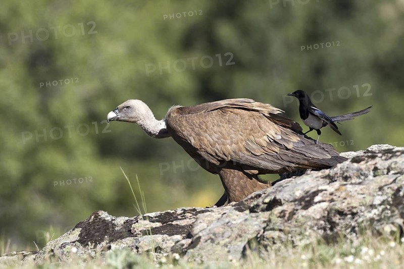 Griffon Vulture & Eurasian Magpie (Gyps fulvus & Pica pica), Madrid, Spain