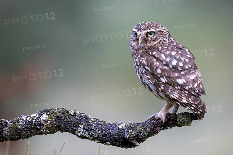 Little owl (Athene noctua), Andalusia, Spain
