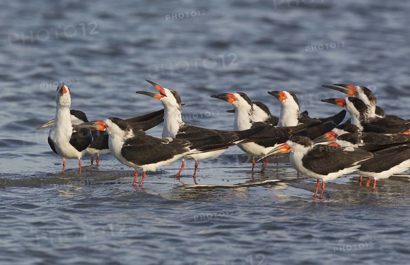 Black Skimmer (Rynchops niger) flock, Texas, USA