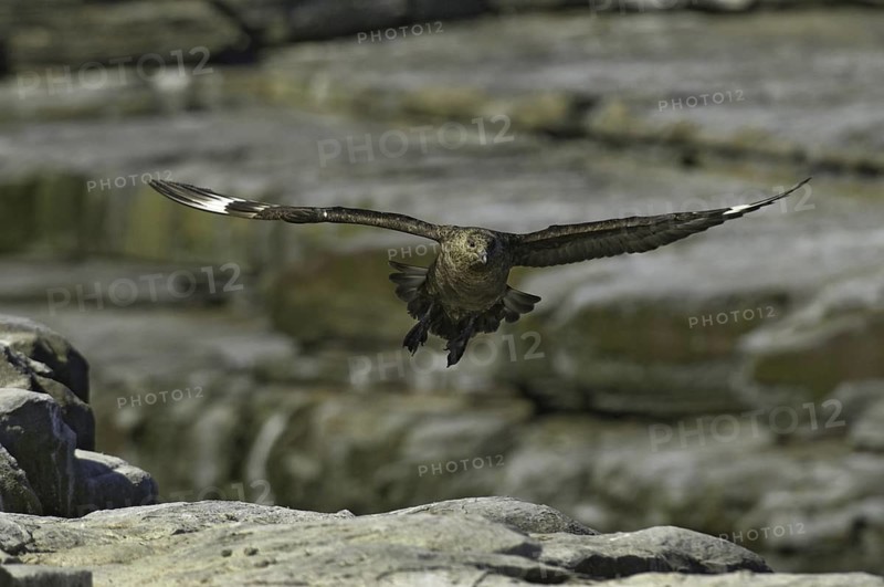 Brown Skua (Stercorarius antarcticus), Falkland Islands