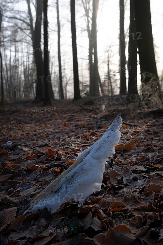Ice crystals on the dead wood of a branch, North Rhine-Westphalia, Germany