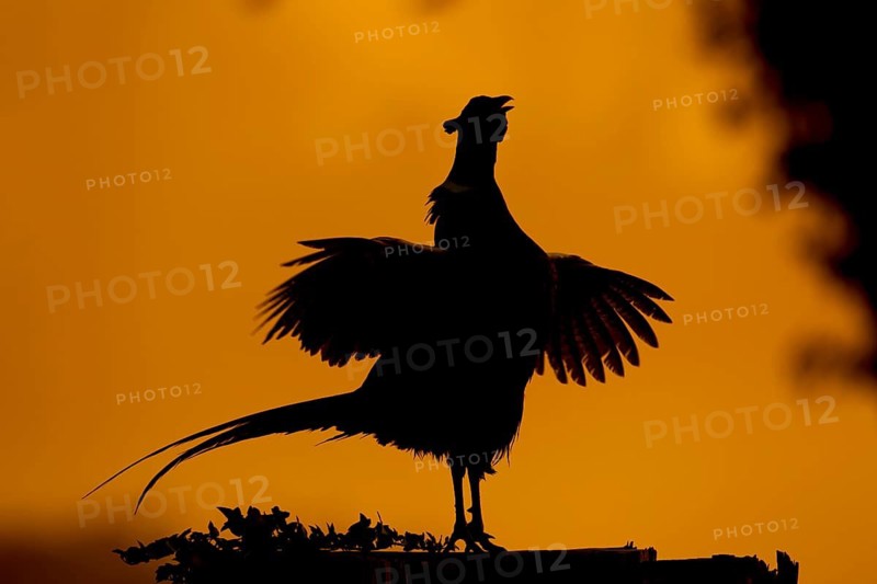 Common pheasant (Phasianus colchicus) adult male game bird calling during its display on a tree stump silhouette at sunrise, Suffolk, England, United Kingdom