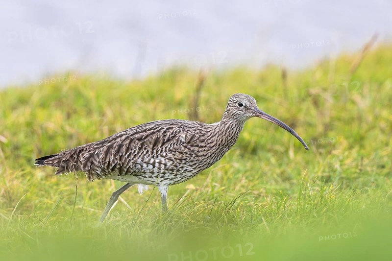Eurasian Curlew (Numenius arquata), Netherlands