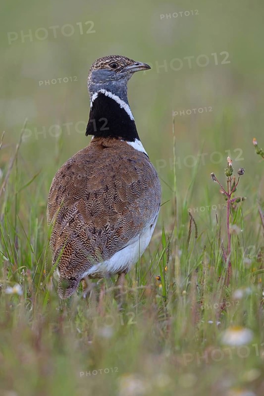 Little bustard (Tetrax tetrax) Outarde canepetière, Sisón Común, Hides De Calera / Great Bustard, Calera Y Chozas, Castilla La Mancha / Toledo, Spain
