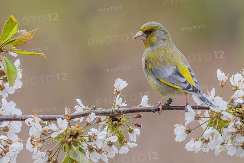 European Greenfinch (Chloris chloris) male, Lower Saxony, Germany