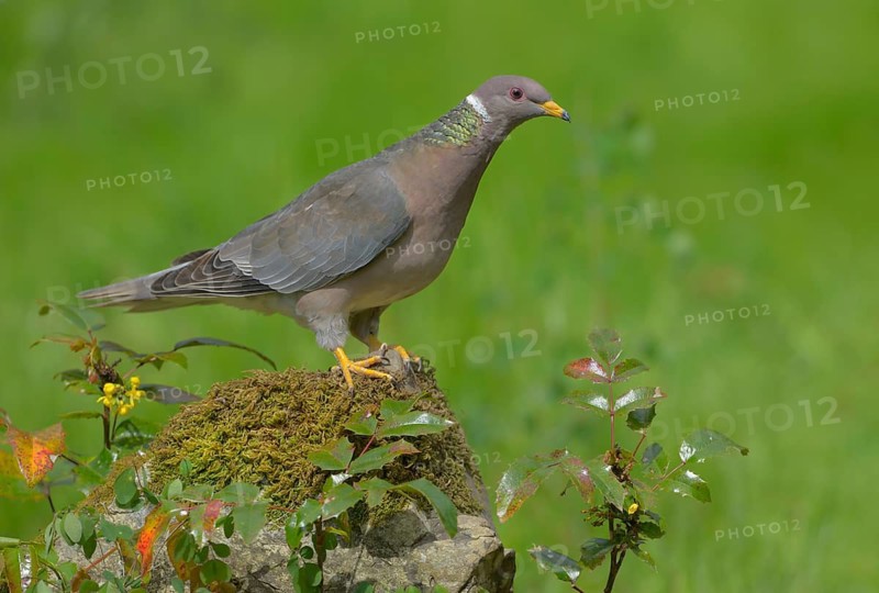 Band-tailed Pigeon (Patagioenas fasciata), British Columbia, Canada