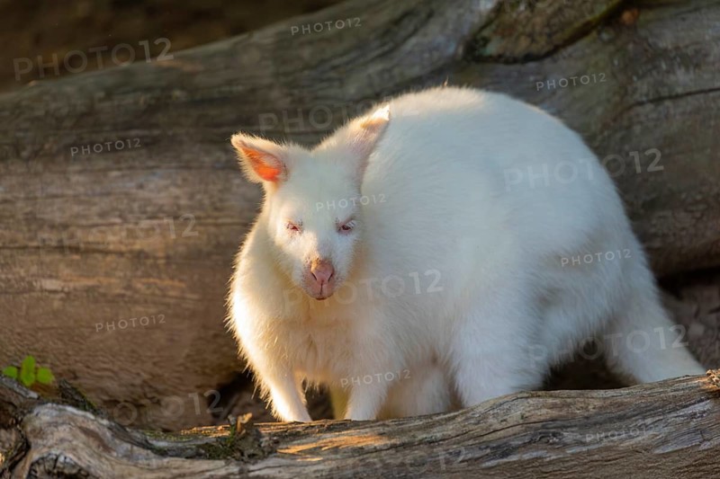 An albino red-necked wallaby (Macropus rufogriseus) sits in beautiful light among fallen and decaying tree trunks at the edge of the forest. Eastern Australia, Tasmania, islands of the Bass Strait