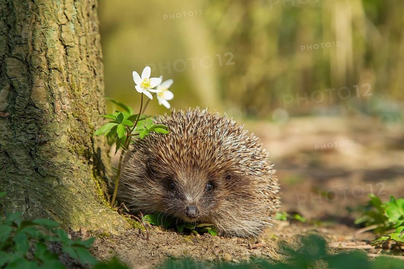 European hedgehog (Erinaceus europaeus) adult animal in a woodland with flowering Wood anemone plants in the spring, England, United Kingdom