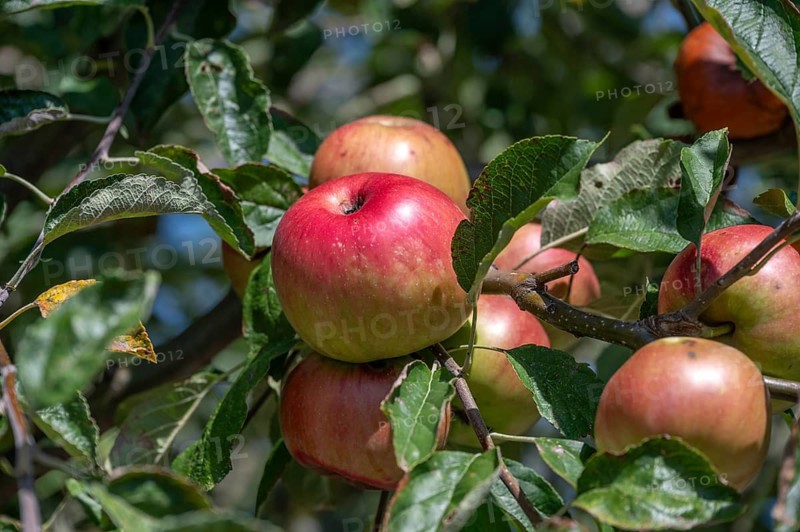 Ripe apples (Malus) on a tree, Bavaria, Germany