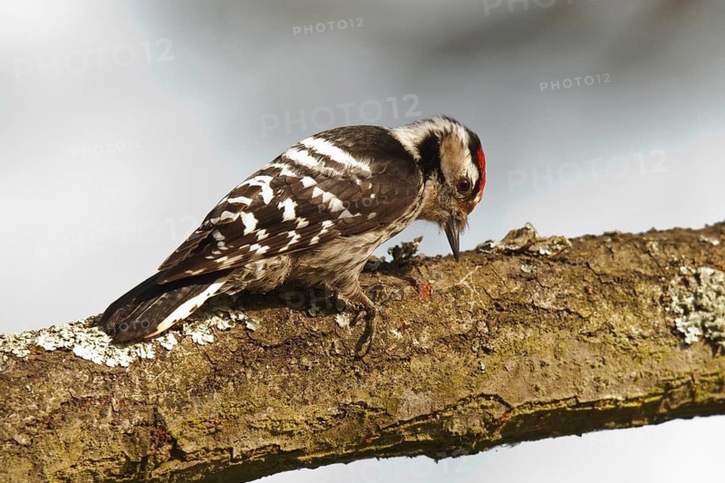 Lesser Spotted Woodpecker (Dryobates minor) male, Rhineland-Palatinate, Germany