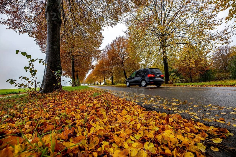 Country road, autumn, fog, rainy weather, tree avenue, wet road, leaves