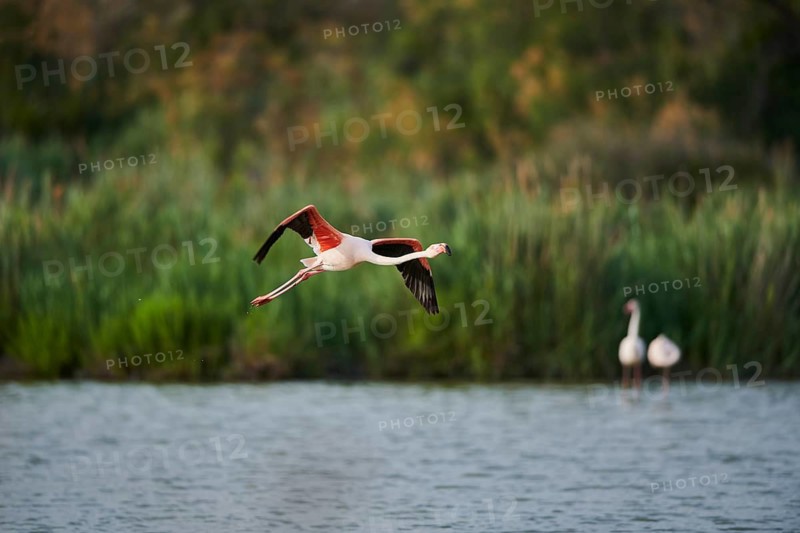 Greater Flamingo (Phoenicopterus roseus), flying above the water, Parc Naturel Regional de Camargue, France