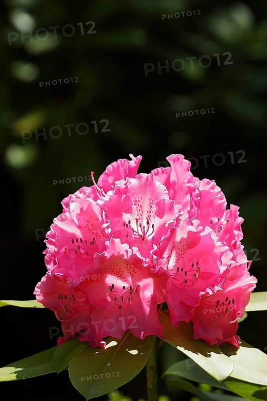 Rhododendron flowers (Rhododendron Homer), pink flowers in a garden, Wilden, North Rhine-Westphalia, Germany
