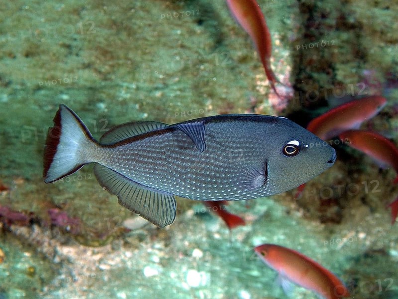 Blue-throated triggerfish (Xanthichthys auromarginatus)