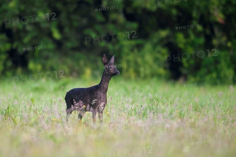 Melanistic black European roe deer (Capreolus capreolus) foraging in grassland, meadow at forest edge in summer