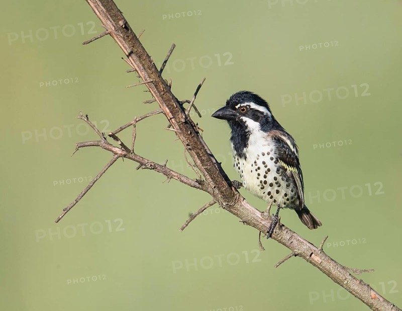 Spot-flanked Barbet (Tricholaema lacrymosa), Uganda