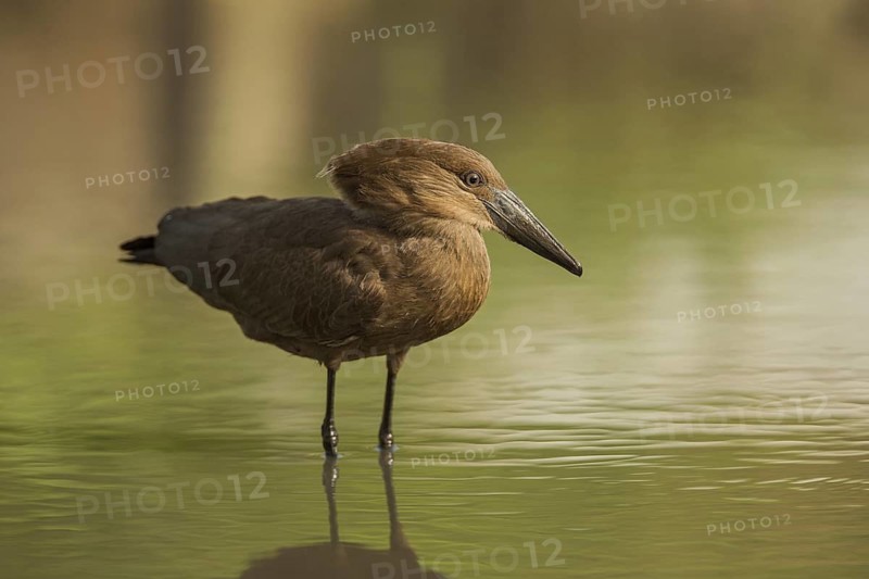 Hamerkop (Scopus umbretta), Gambia