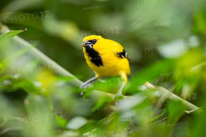 Yellow oriole (Icterus nigrogularis) sitting on a branch, captive, Germany
