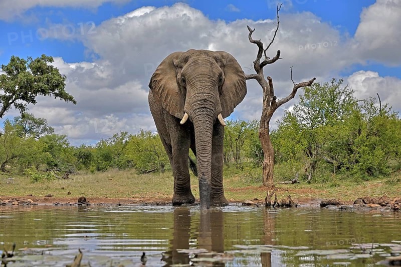 African elephant (Loxodonta africana), bull, male, at the water, Kruger National Park, Kruger National Park, South Africa